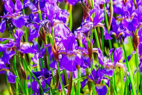 Close up a of group of iris flowers Stock Photos