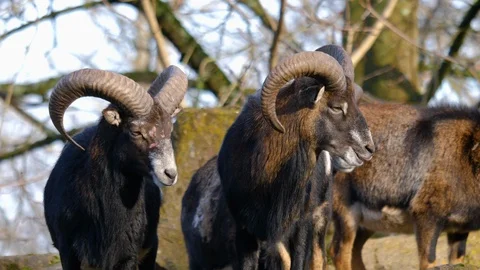 Close up off group of Mouflon, ram Stock Footage 121230645
