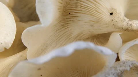 Close up of a group of mushrooms on a dead tree trunk Stock Footage 340455694