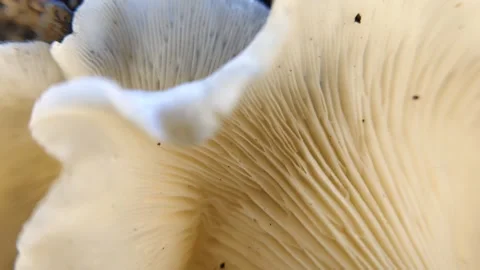 Close up of a group of mushrooms on a dead tree trunk Stock Footage 340455695