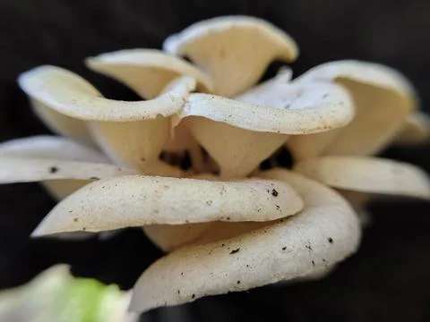 Close up of a group of mushrooms on a dead tree trunk Stock Photos