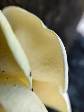 Close up of a group of mushrooms on a dead tree trunk Stock Photos