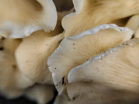 Close up of a group of mushrooms on a dead tree trunk 스톡 사진
