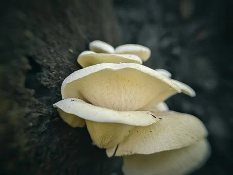 Close up of a group of mushrooms on a dead tree trunk 库存照片