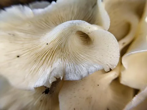 Close up of a group of mushrooms on a dead tree trunk 库存照片
