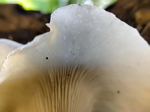 Close up of a group of mushrooms on a dead tree trunk 库存照片