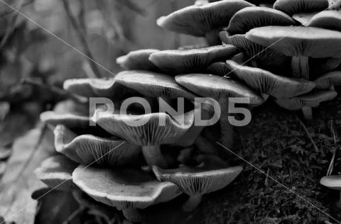 Close-up of the group of mushrooms on the moss covered trunk (shallow DOF, B&W) Stock Photos