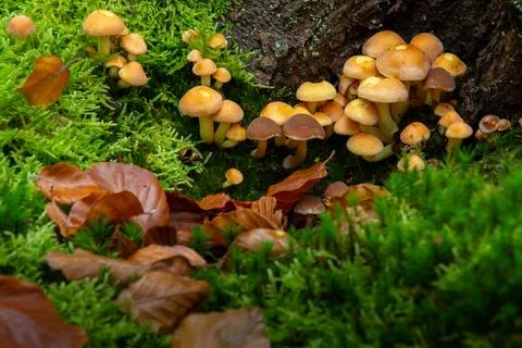 Close-up of a group of mushrooms Foto stock