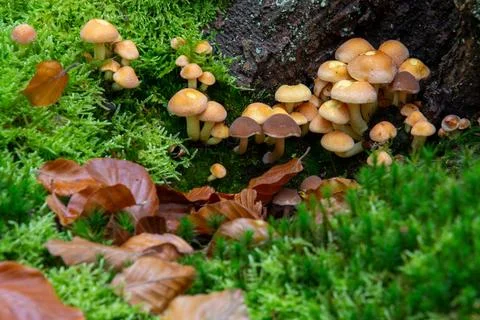 Close-up of a group of mushrooms Stock Photos
