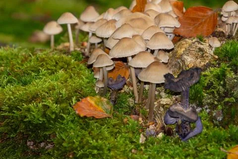Close-up of a group of mushrooms Stock Photos
