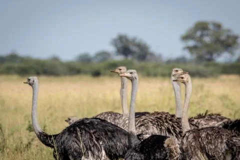 Close up of a group of Ostriches. Foto stock