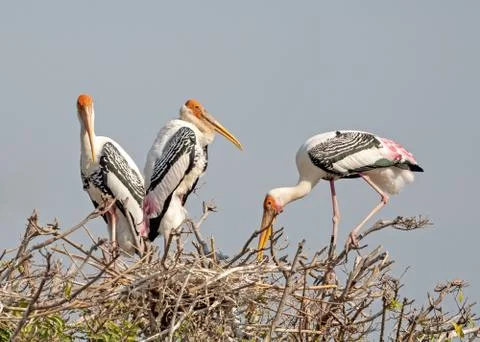 Close up Group of Painted Stork Nesting on The Top of Tree Фото