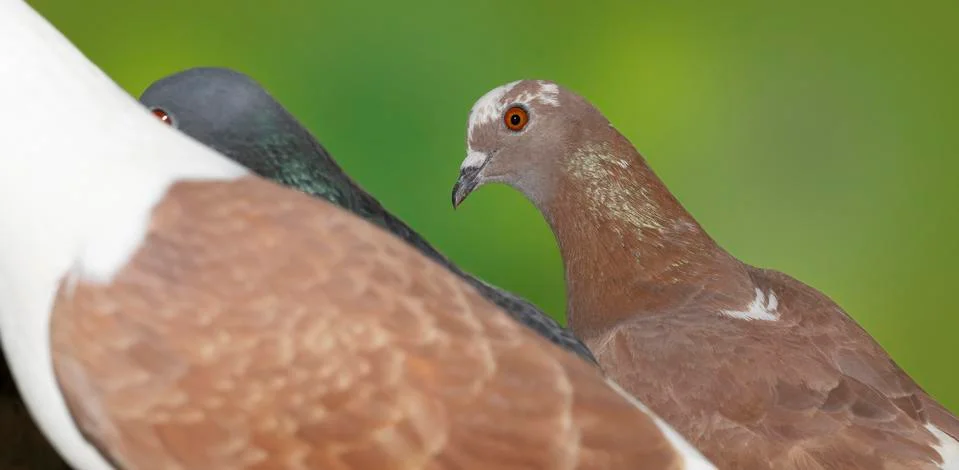 Close up of group of pigeons Stock Photos