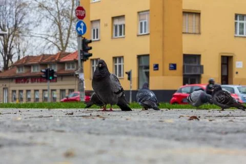 Close up of a group of pigeons Stock Photos