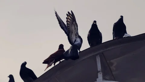 Close up group of pigeons walking on building sidewalk grey feed seeds feather 스톡 동영상 109462451