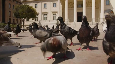 Close-up of a group of pigeons walking in a town square, Marseille, France Stock Footage 289624583
