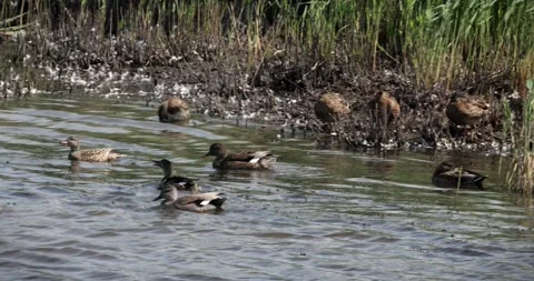 Close up of group of playful Gadwall ducks on lake in Somerset Levels, UK Stock Footage 282819499
