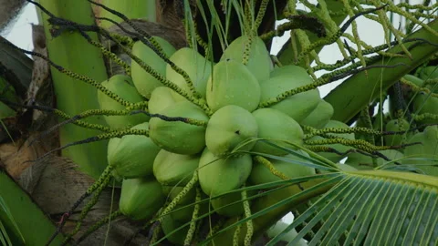 Close up on group of raw coconut fruit on the tree after raining. Vídeo Stock 341946760