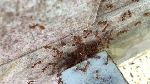 Close-up of group of red ants on the wall Stock Footage 170782292