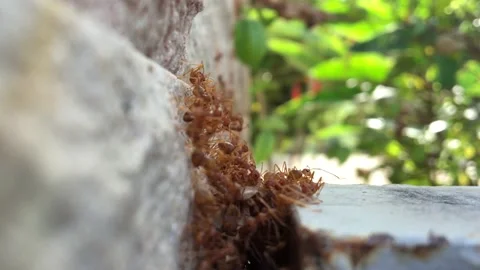 Close-up of group of red ants on the wall Vídeo Stock 170782319