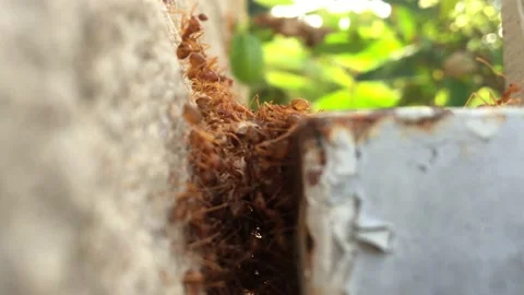 Close-up of group of red ants on the wall Vídeo Stock 170785147