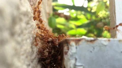 Close-up of group of red ants on the wall Vídeo Stock 170785167