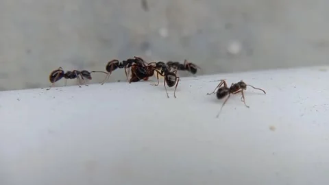 Close up of a group of red ants on a white pipe Stock Footage 275514892