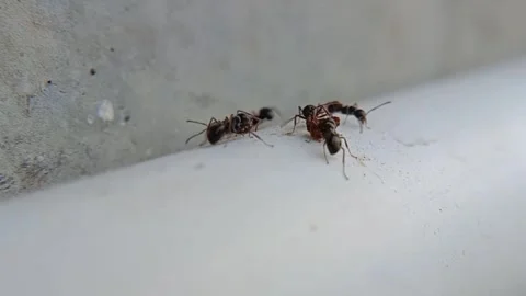 Close up of a group of red ants on a white pipe Stock Footage 275514912