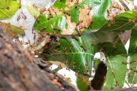 Close up group of red fire ants on green leaves in nature forest. Stock Photos