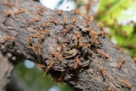 Close up group of red fire ants on green leaves in nature forest. Stock-Fotos