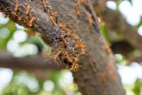 Close up group of red fire ants on green leaves in nature forest. Stock Photos