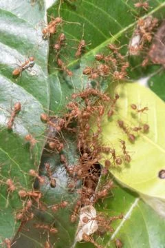 Close up group of red fire ants on green leaves in nature forest. Foto stock