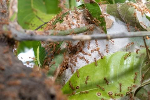 Close up group of red fire ants on green leaves in nature forest. Stock Photos