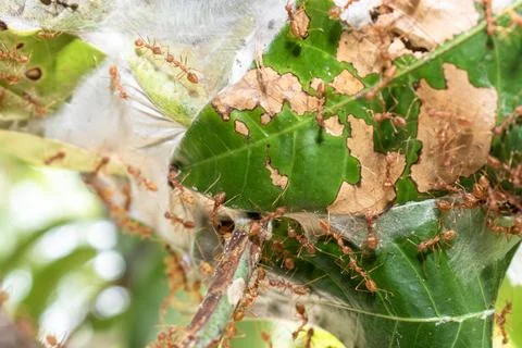 Close up group of red fire ants on green leaves in nature forest. Stock-Fotos