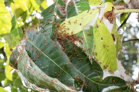 Close up group of red fire ants on green leaves in nature forest. Stock Photos
