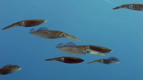 Close up of a group of reef squid midwater in the Red Sea, Egypt Stock Footage 270974448