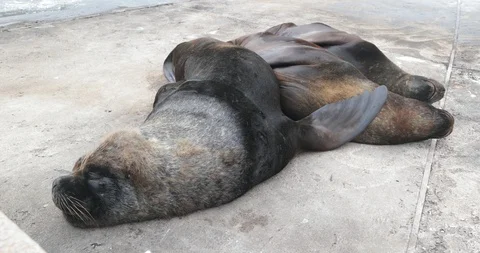 Close up of group of sea wolfs resting at shore, over cement constructed floor Vidéo 119087968