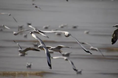 Close up group of seagull spread its wings beautifully and flying over water  Stock Photos