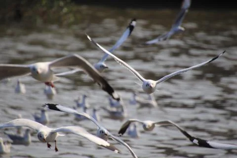 Close up group of seagull spread its wings beautifully and flying over water  Stock Photos