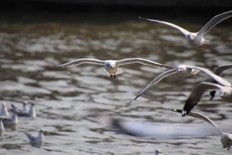 Close up group of seagull spread its wings beautifully and flying over water  Stock Photos