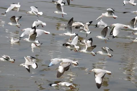 Close up group of seagull spread its wings beautifully and floating on the wa Stock Photos