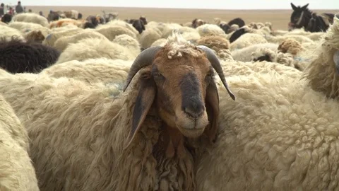Close up of a group of sheep at the Kurdish steppes Video stock 84179780