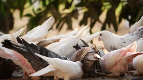 Close group shot of pigeons picking up grains from ground Stock Footage 150714596