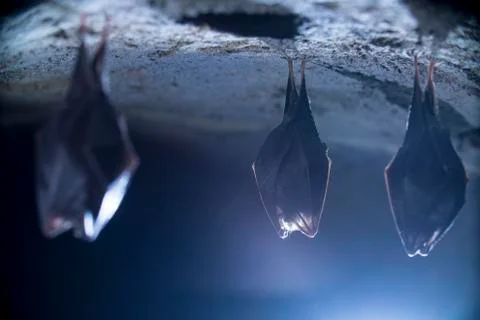 Close up group of small sleeping horseshoe bat covered by wings. Stock Photos