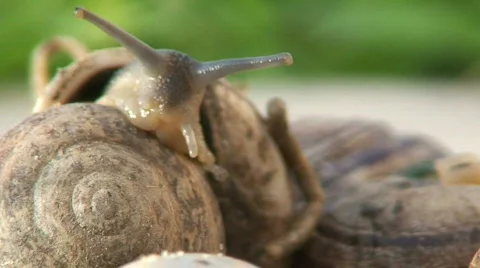 Close up of a group of snails 1 Stock Footage 288292