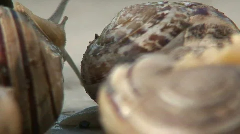 Close up of a group of snails 2 Stock Footage 288326