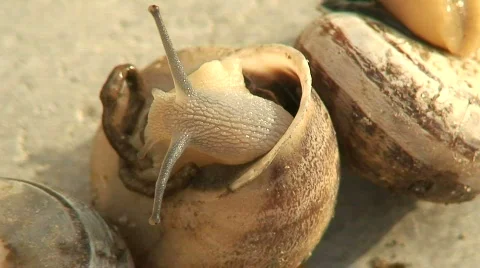 Close up of a group of snails 3 Stock Footage 288349