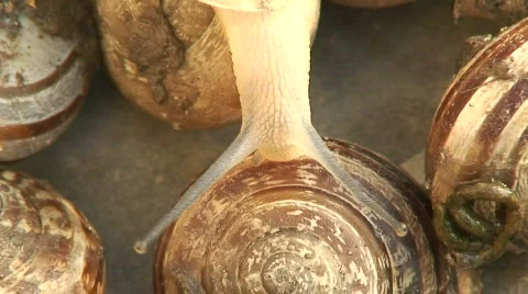 Close up of a group of snails 4 Video stock 288399