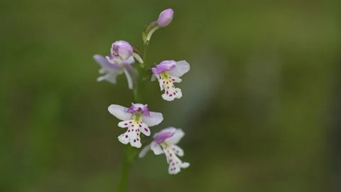 Close-up of a group of spotted Fair-slipper wild orchids Stock Footage 139638723