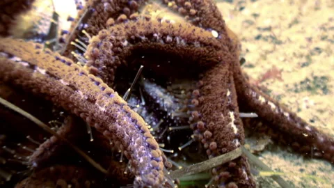 Close-up group of starfish engulfs sea urchin, demonstrating feeding process. Stock Footage 246587676